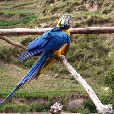 Manu Terra Trek Peru